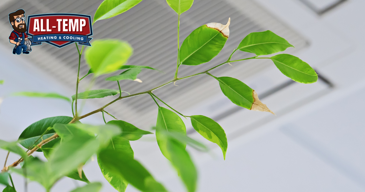 Greenery and Indoor Plants for Cleaner Indoor Air Quality in the Winter