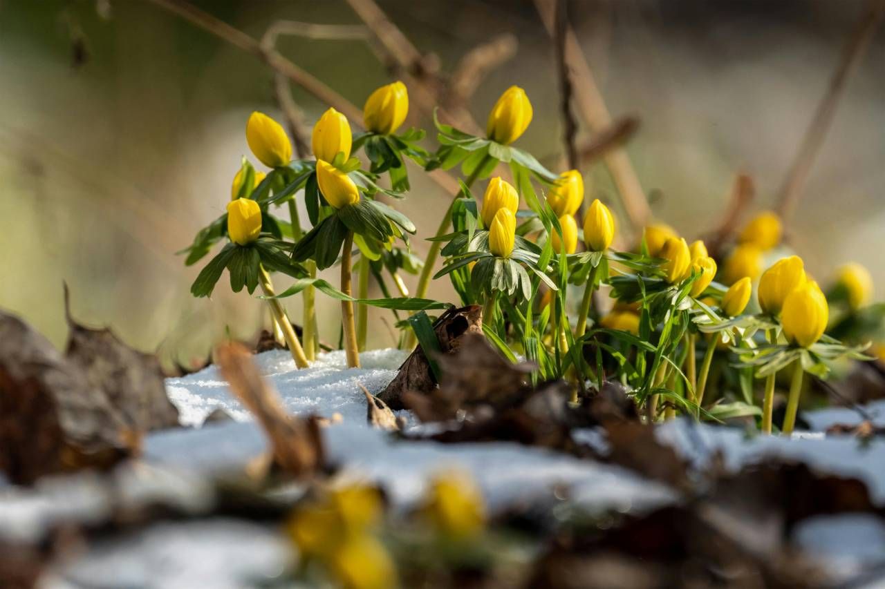 Yellow flowers blooming through snow