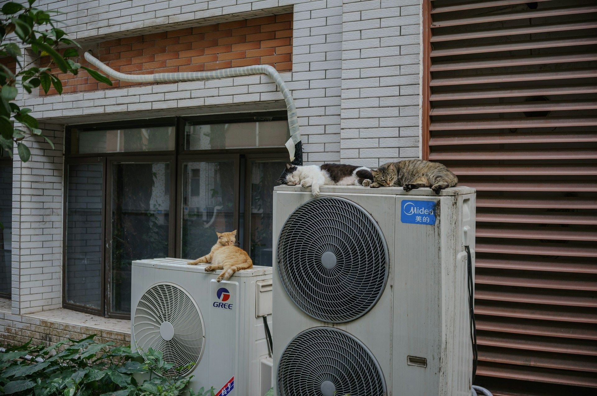 Outdoor heat pump units with cats resting on top